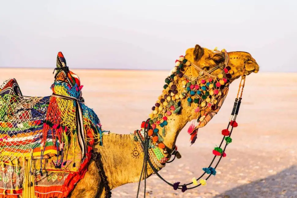 Ahmedabad to Kutch Road Trip | Top 10 Best Road Trip in India